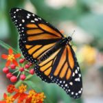 butterfly-lady.com