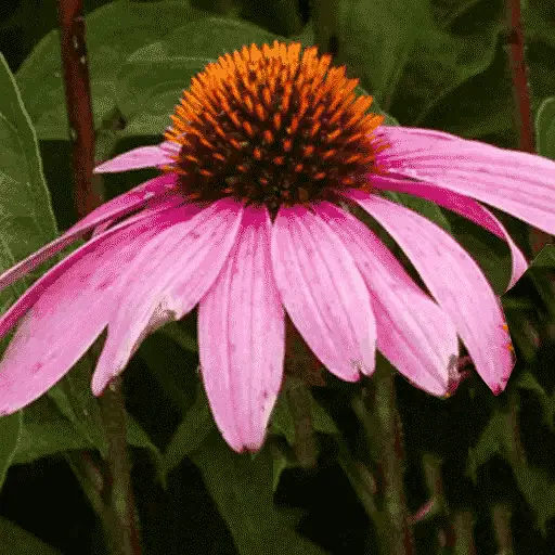 theplantnative.com